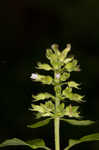 Slender wild basil